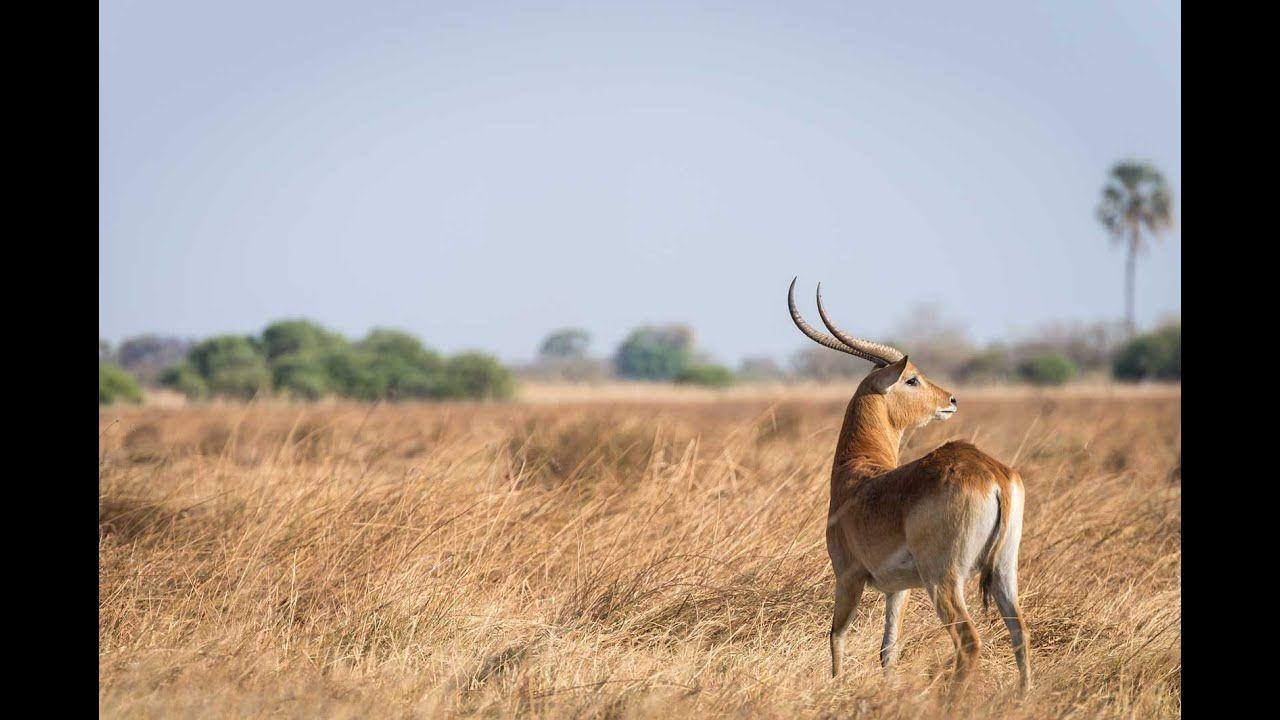 Red Antelope Logo - Okavango Delta's unique red lechwe antelope - YouTube