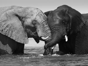 Black and White Elephant Logo - Beautiful Elephants Black and White Photography artwork