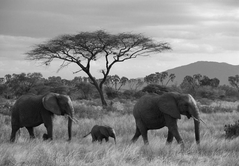 Black and White Elephant Logo - Black & white — James Warwick Wildlife Photography