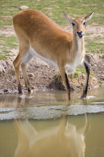 Red Antelope Logo - Red Lechwe Antelope Free Stock Photo - Public Domain Pictures