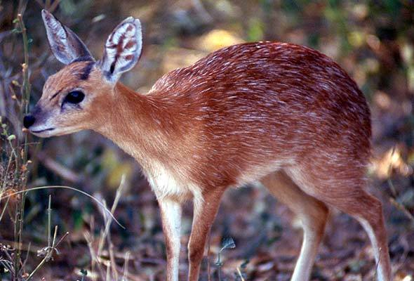 Red Antelope Logo - Cape Grysbok. Antelope. Africa Mammal Guide