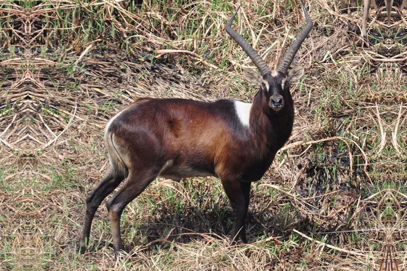 Red Antelope Logo - Red Lechwe Ramblings / Hunting Article by Peter Flack