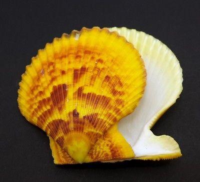 Yellow Seashell Logo - Worldwide Pecten collection on eBay!