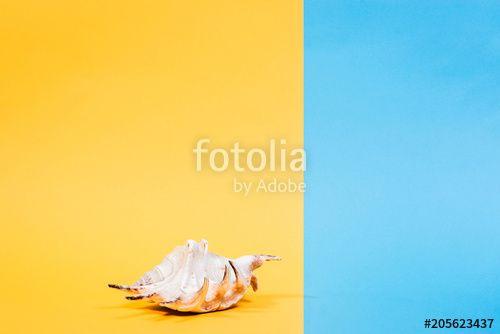 Yellow Seashell Logo - Studio shot of seashell. Summer is coming concept. Minimal style ...