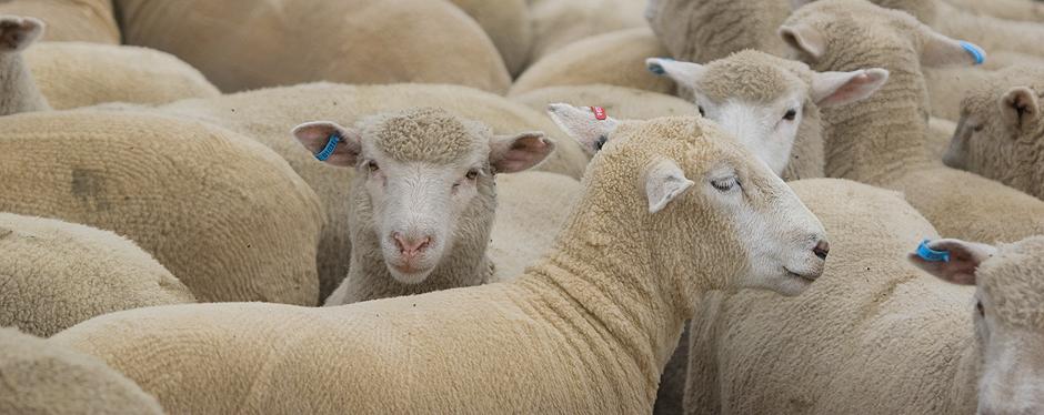 Australian Lamb Logo - Australian Halal Lamb & Mutton