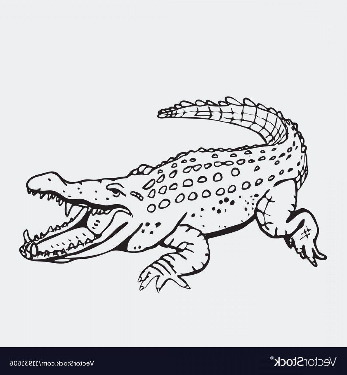 Alligator Vector Logo - Alligator Vector Black And White | sohadacouri