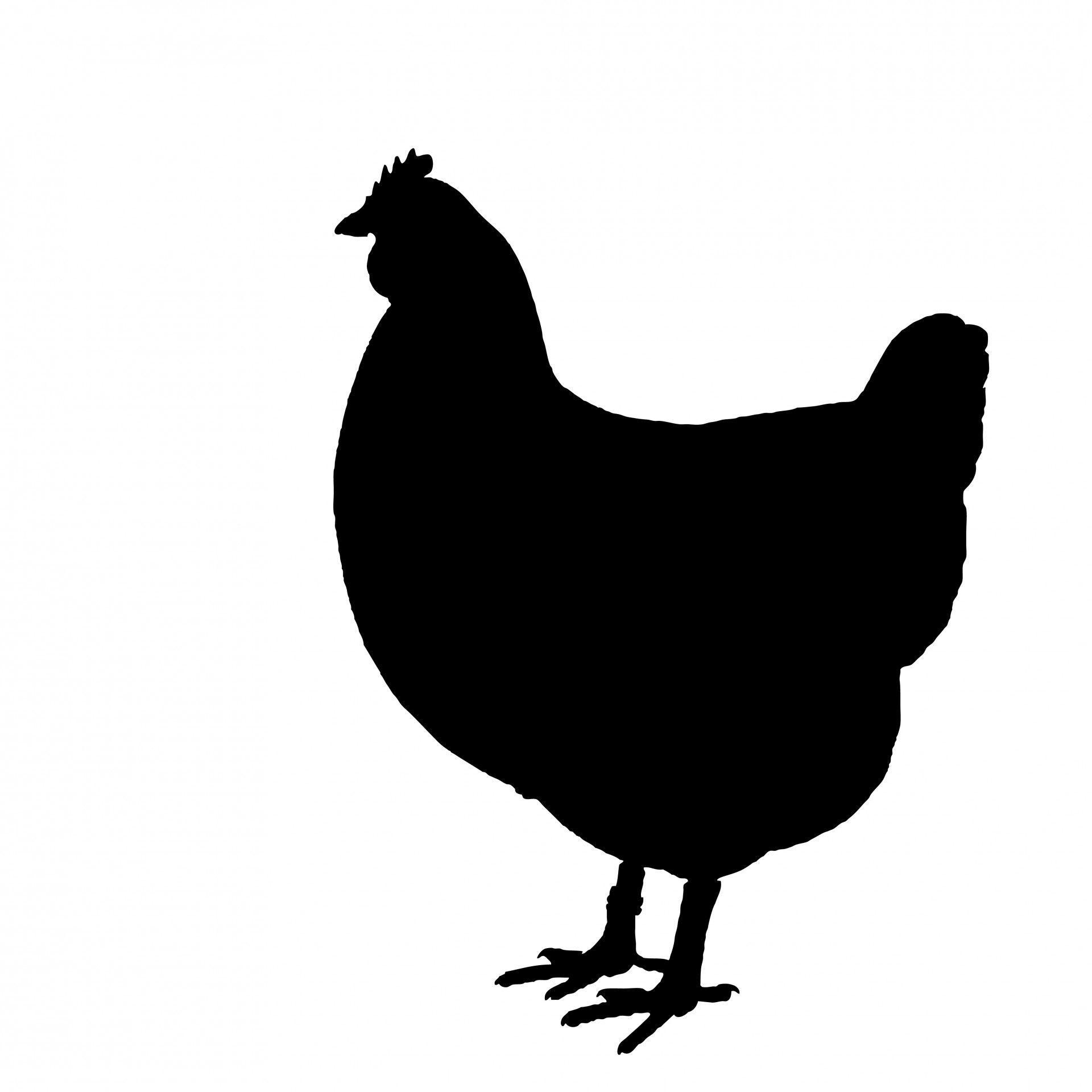 Black and White Chicken Logo - Chicken Silhouette Clipart Free Stock Photo - Public Domain Pictures ...