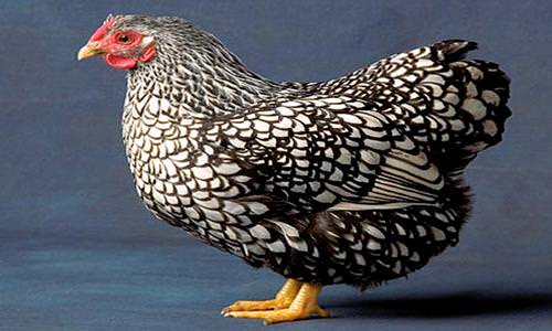 Black and White Chicken Logo - Ultimate List of All Chicken Breeds | Coops & Cages Coops And Cages™