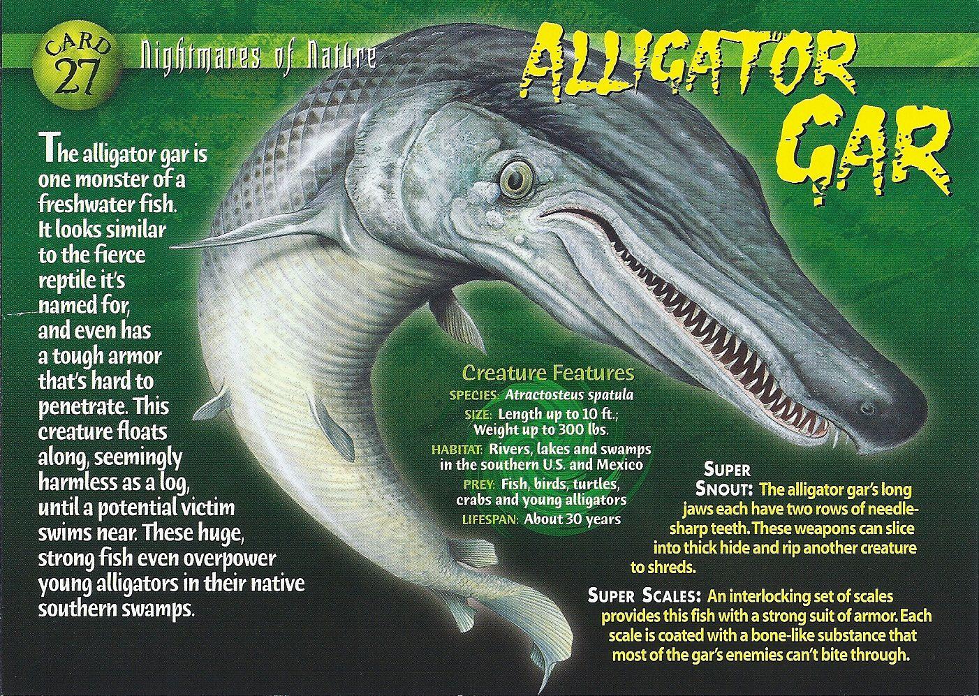 Alligator Gar Logo - Alligator Gar. Weird n' Wild Creatures