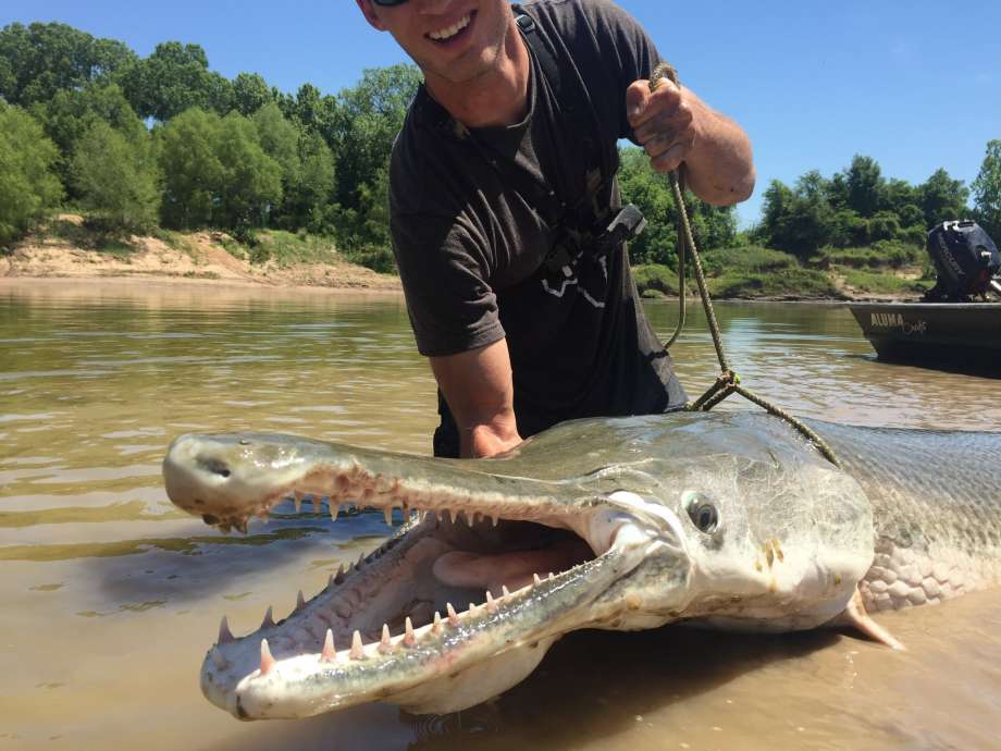 Alligator Gar Logo - Texas' own 'Fish Whisperer' catches an 8-foot alligator gar in the ...