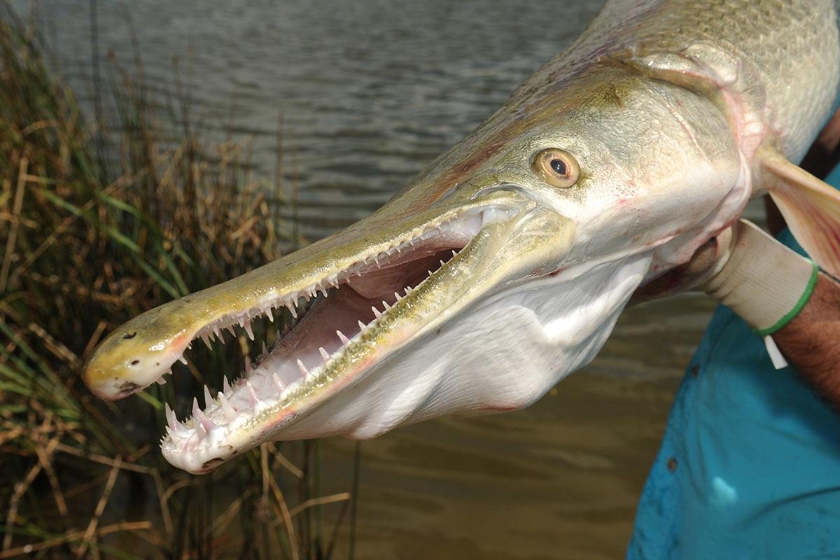 Alligator Gar Logo - This is the Alligator Gar fish. The largest one ever caught was 8 1 ...