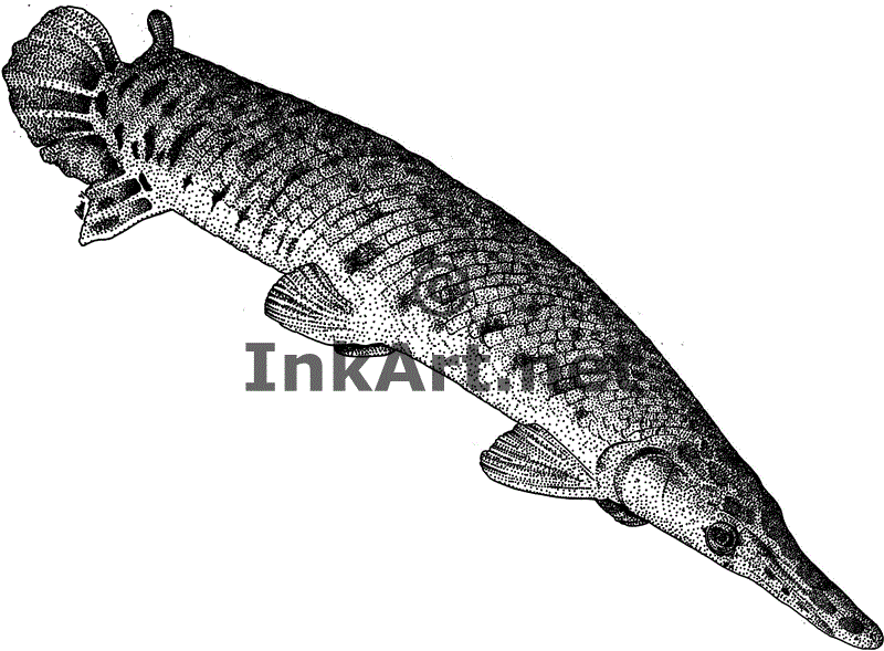 Alligator Gar Logo - Alligator Gar (Atractosteus spatula) Line Art and Full Color ...