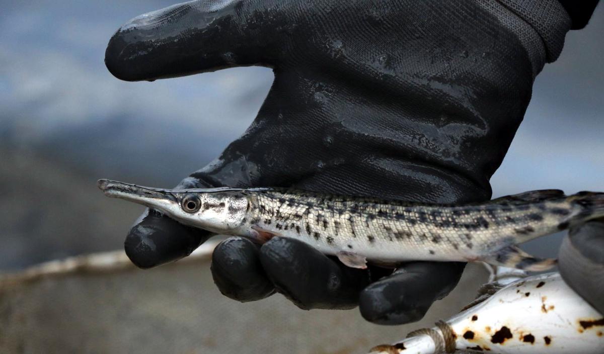 Alligator Gar Logo - Long a 'persecuted' fish species, Illinois aims to help alligator