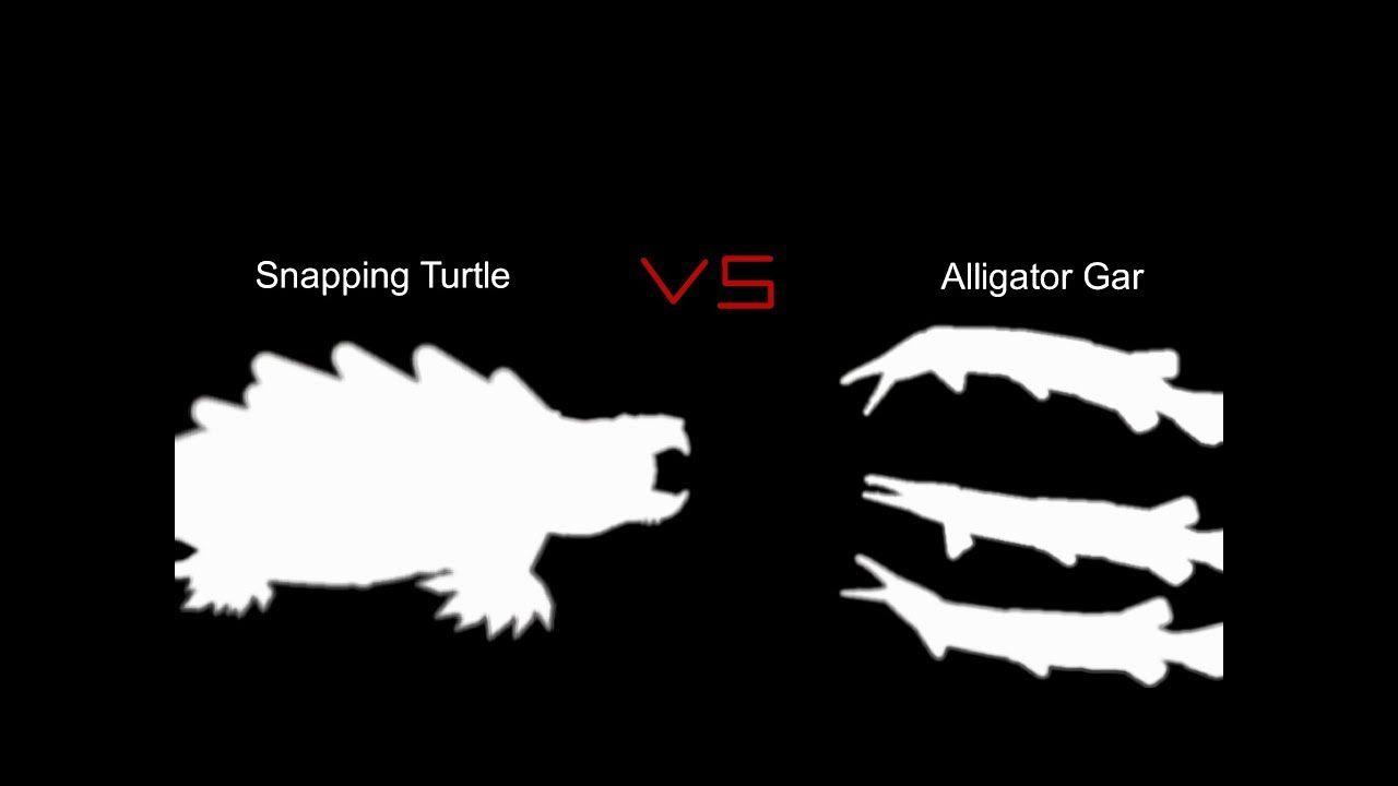 Alligator Gar Logo - MATROMX CONTEST) Snapping Turtle vs Alligator Gar | Sticknodes ...