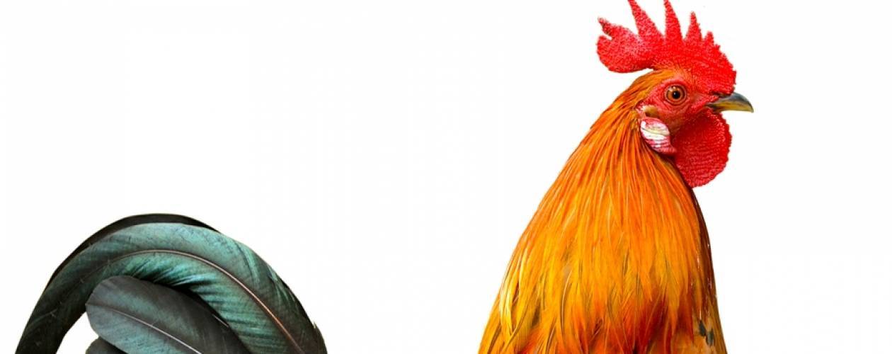Most Famous Rooster Logo - 7 of the most famous roosters of all time - Asda Good Living
