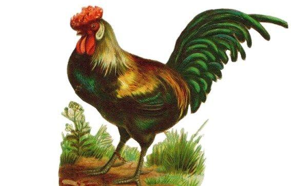 Rooster with Three Logo - The Gallic Rooster of France – The Curious Rambler