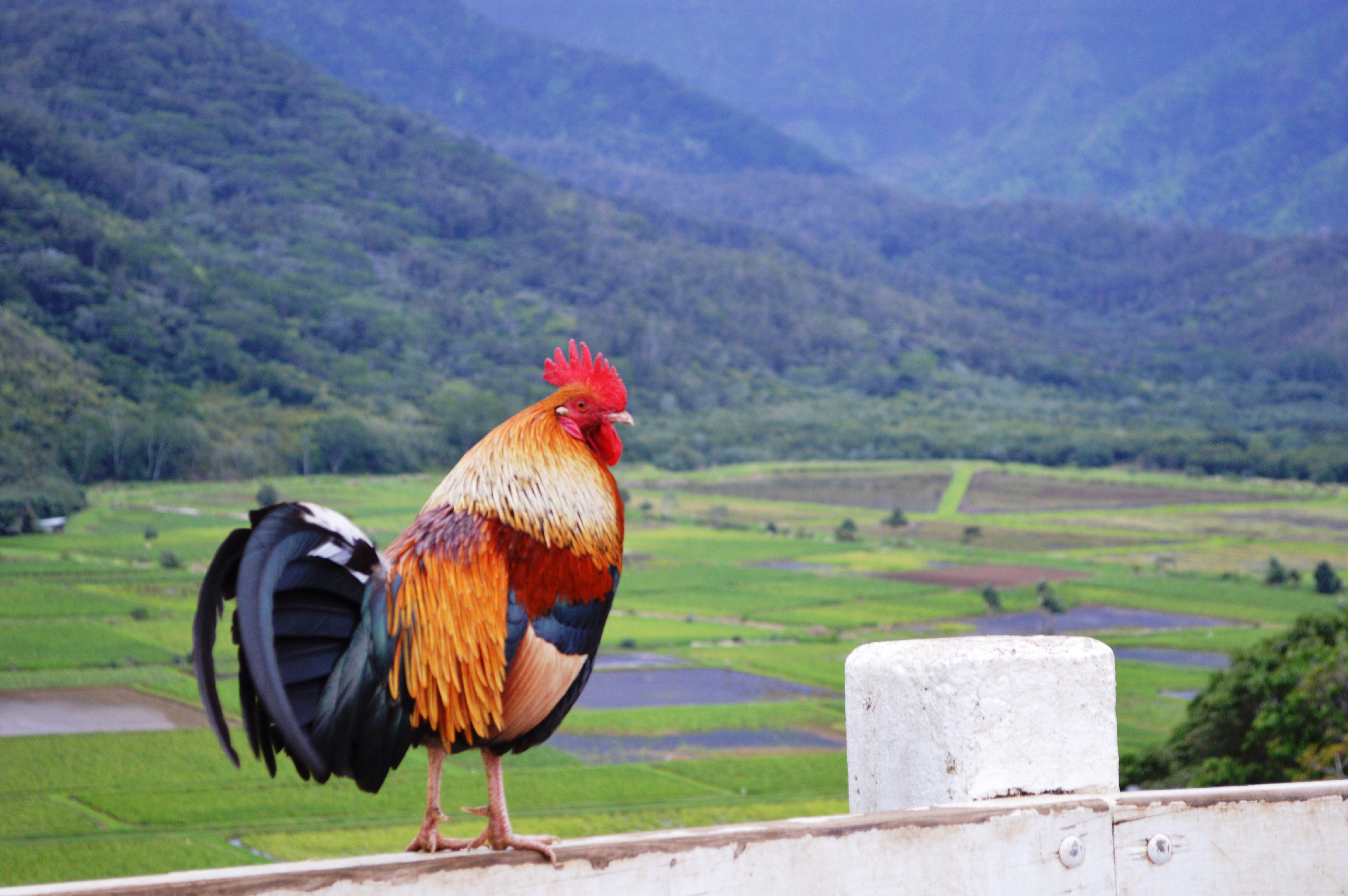 Most Famous Rooster Logo - Kauai's Wild Chickens: The good, the bad, and the ugly!