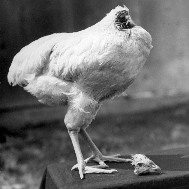 Most Famous Rooster Logo - The chicken that lived for 18 months without a head