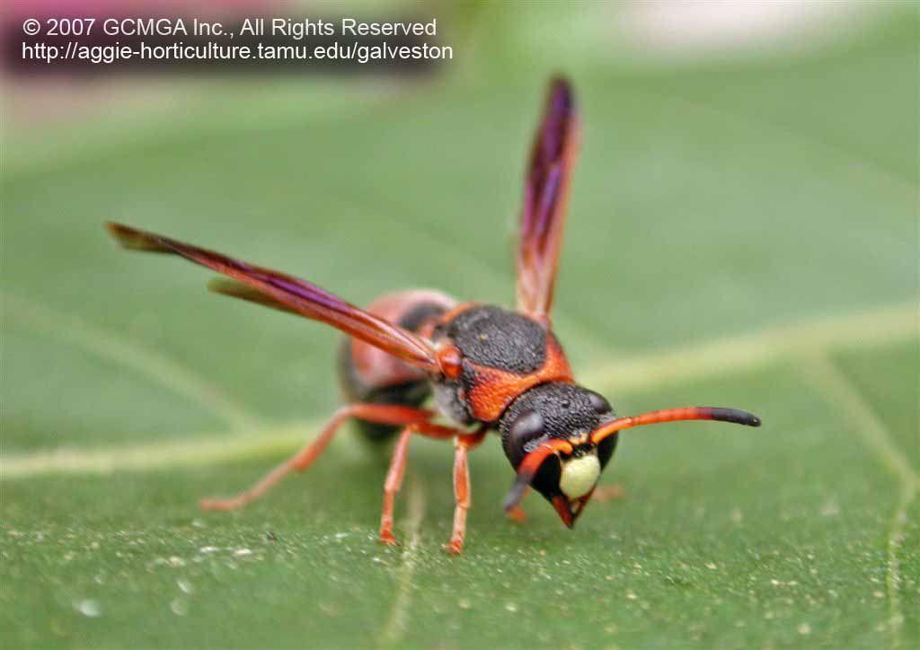 Black and Red Hornet Logo - Beneficial insects in the garden: #39 Red & Black Mason Wasp ...
