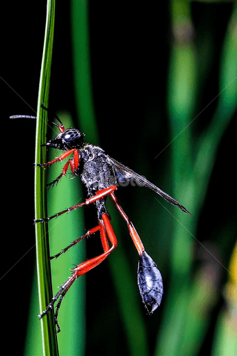 Black and Red Hornet Logo - Black and Red Hornet. Insects & Spiders