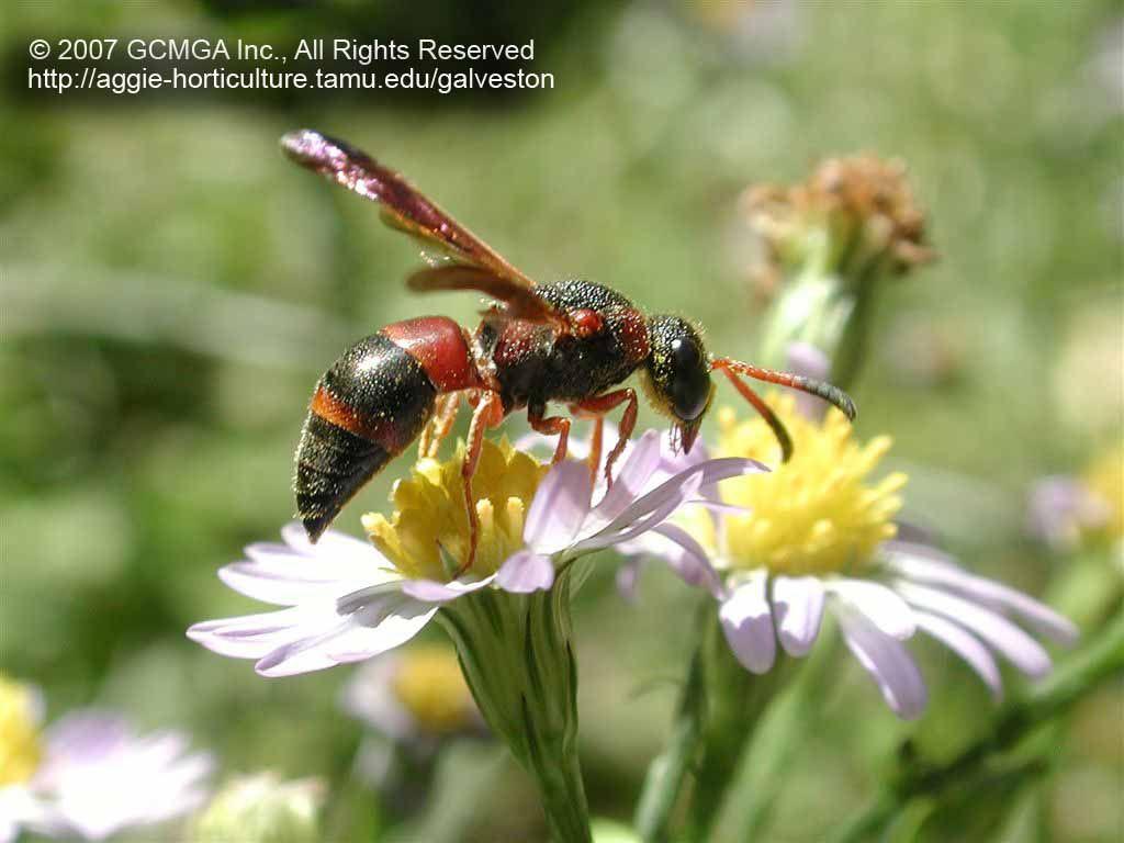 Black and Red Hornet Logo - Beneficial insects in the garden: Red & Black Mason Wasp