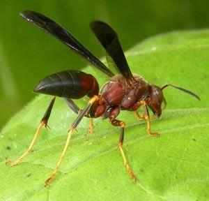 Black and Red Hornet Logo - IPM Action Plan for Paper Wasps - eXtension