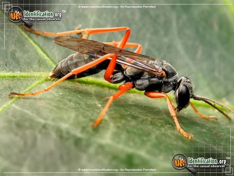 Black and Red Hornet Logo - Spider Wasp