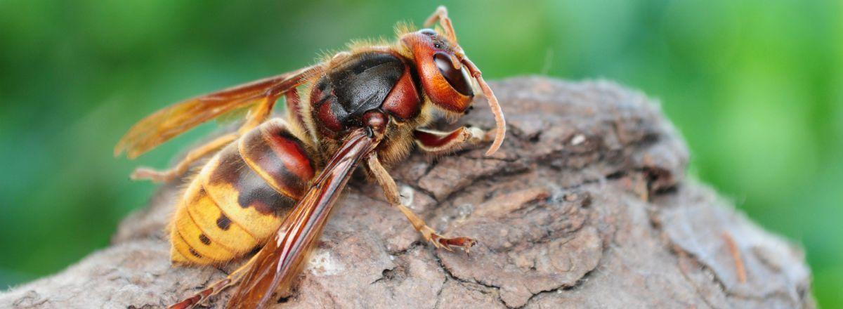 Black and Red Hornet Logo - 7 facts about hornets | Ehrlich Pest Control