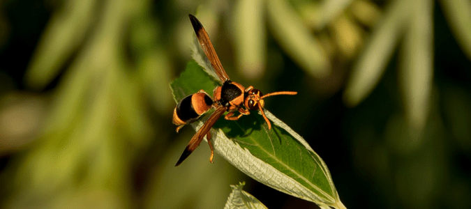 Black and Red Hornet Logo - Orange Wasp, Mahogany Wasp: Red Wasp Nest Facts | ABC Blog
