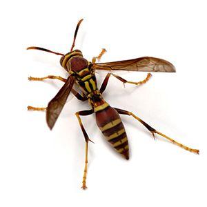 Black and Red Hornet Logo - Stinging Insects - How to Eliminate Painful Pests | Steve's