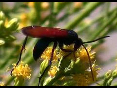 Black and Red Hornet Logo - Pepsis Wasps AKA Tarantula Hawks Slow Motion Flight - YouTube