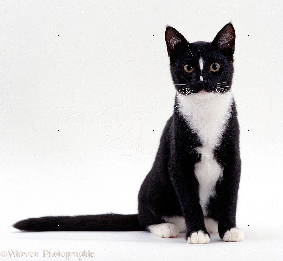 Sitting Cat Black and White Logo - Black-and-white cat sitting photo WP15534