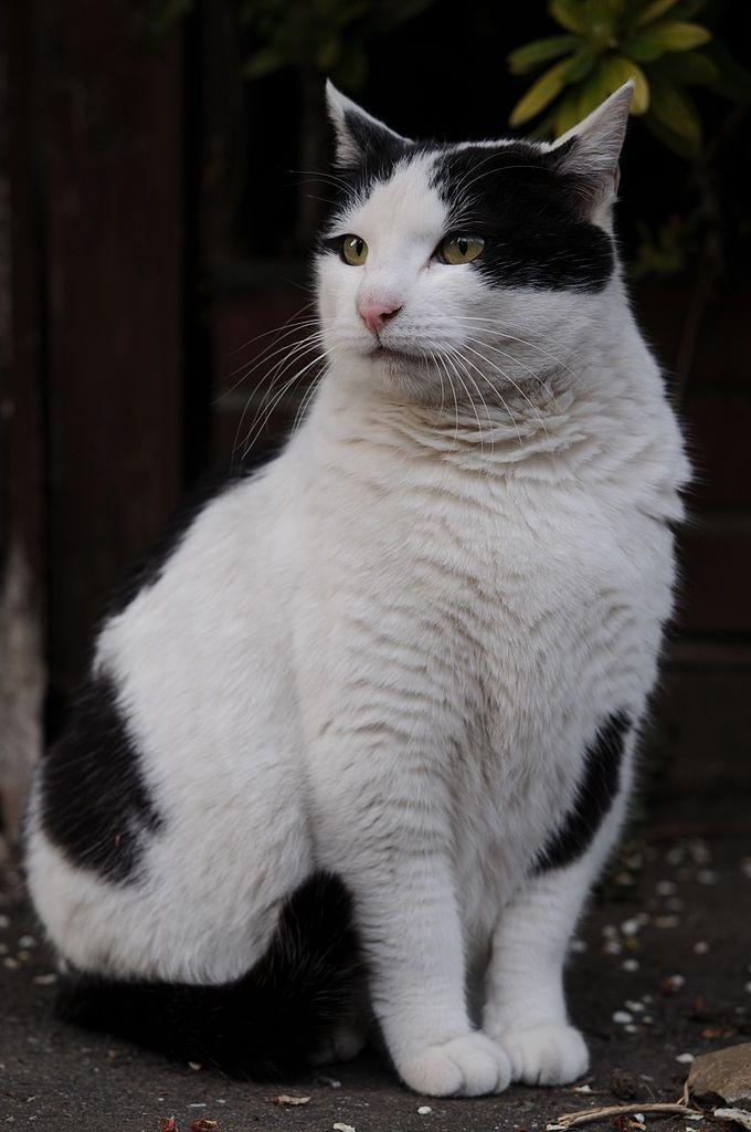 Sitting Cat Black and White Logo - File:Black and white cat sitting on a street-Hisashi-01.jpg ...