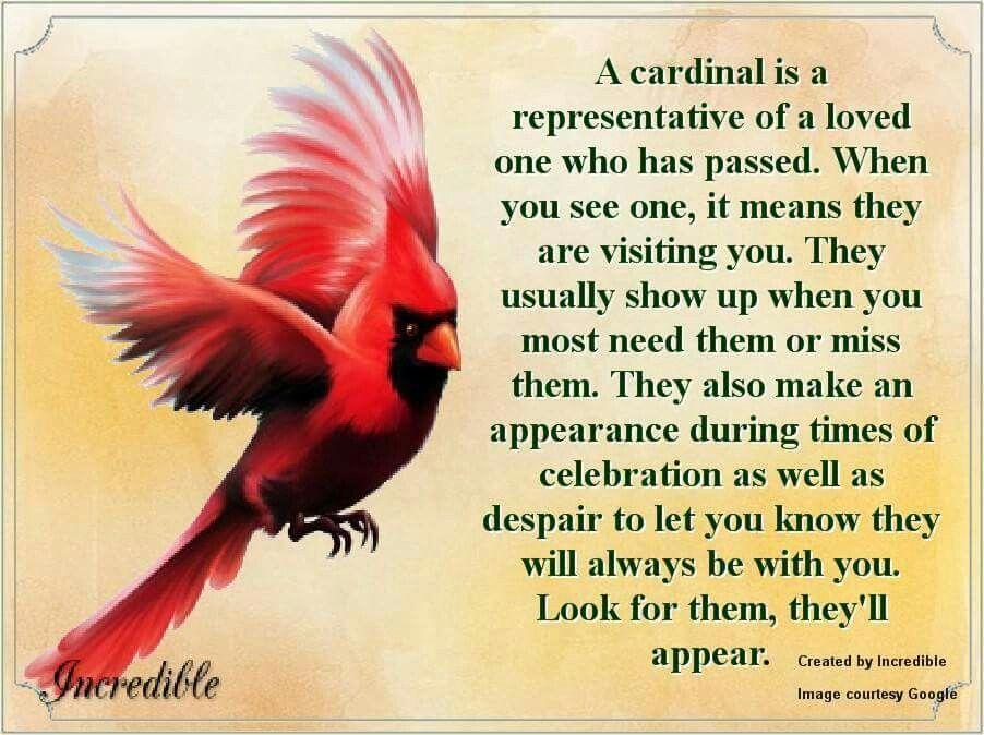 Red and with a Red Bird Logo - The meaning of a Cardinal showing up..... | ☆°○°☆The Rainbow ...