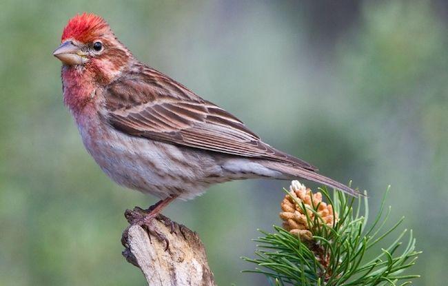 Red Bird Head Logo - How to Identify Small Red Finches » Bird Watcher's Digest