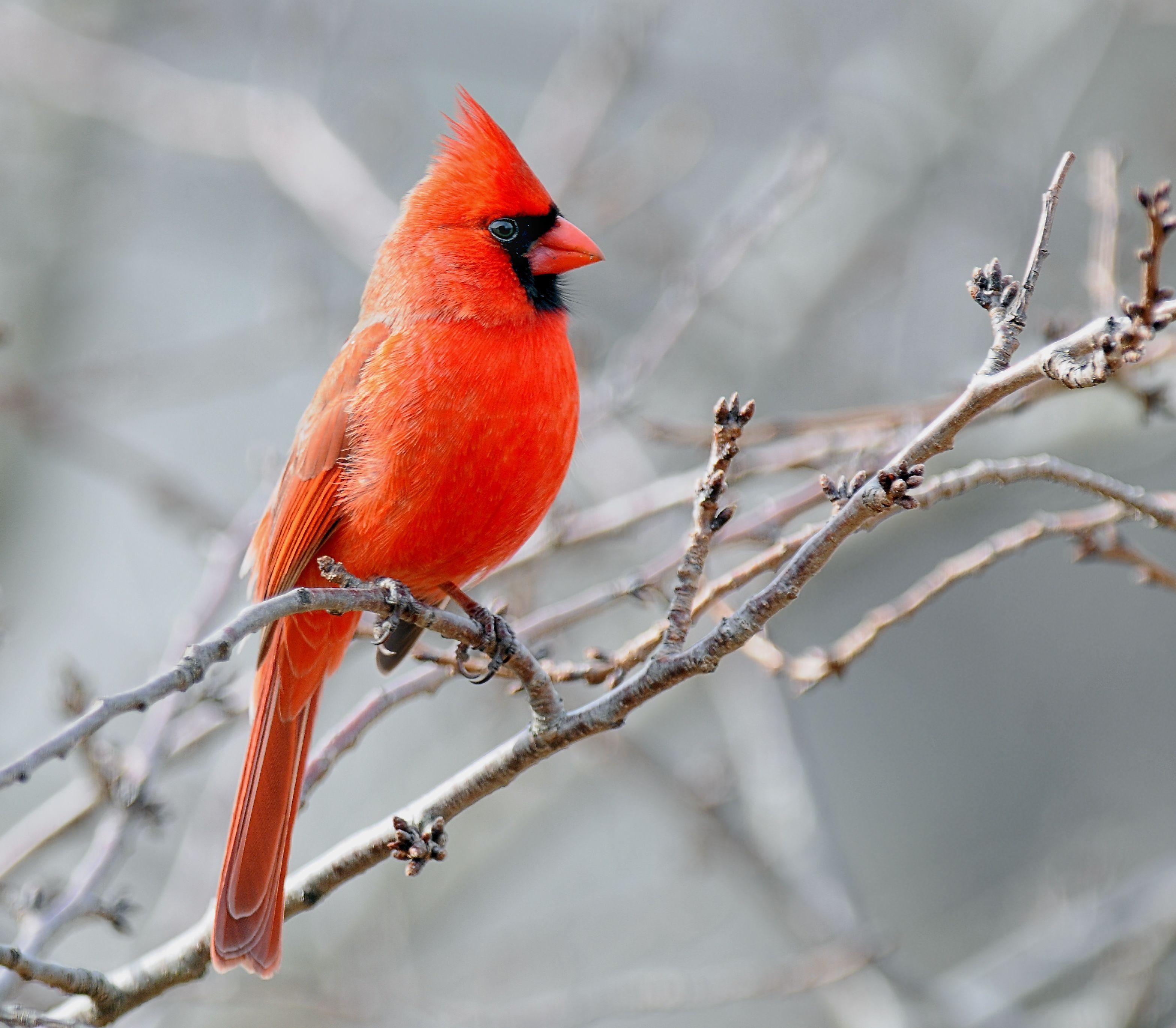 Red and with a Red Bird Logo - It's best to see red if you're a bird | Cosmos