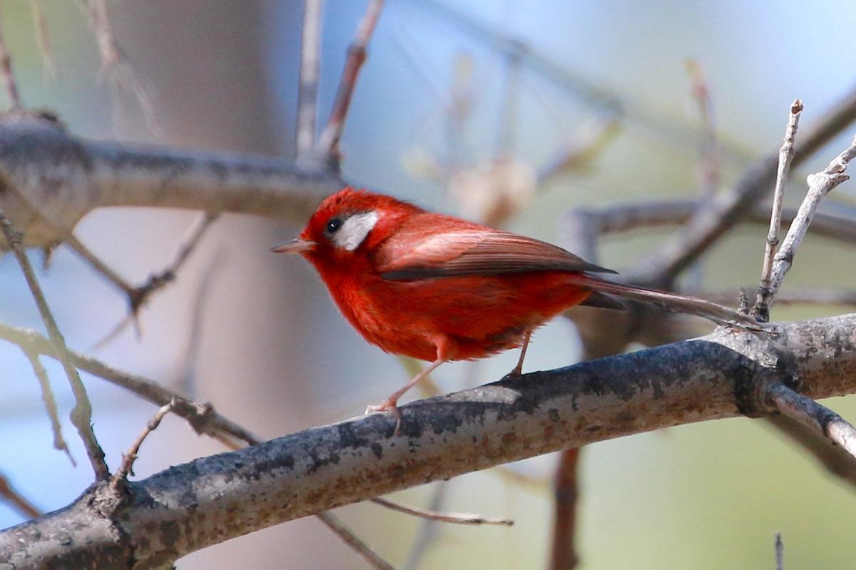 Red and with a Red Bird Logo - This little red bird spotted near Tucson has lots of people excited