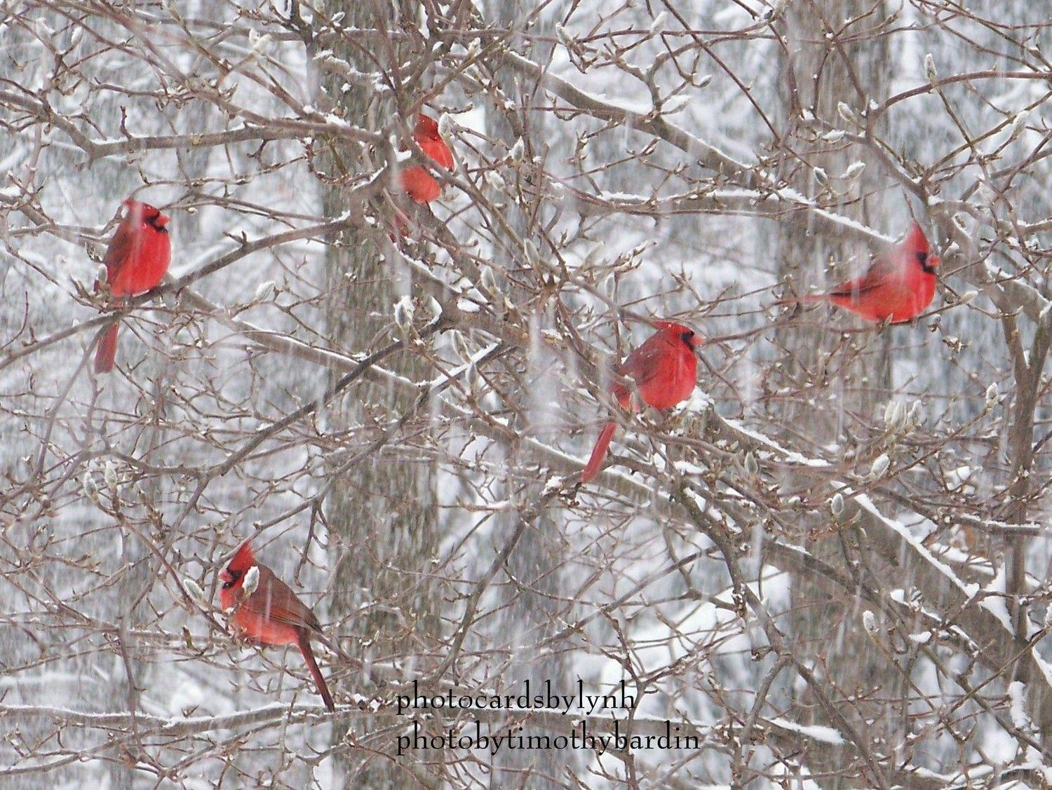 Red and with a Red Bird Logo - seeing red cardinals. . . | mulberryshoots
