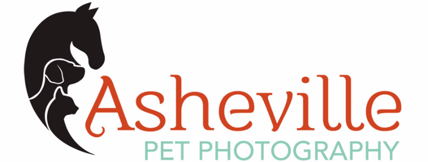 Tri Colored Logo - Tri-Colored Corgi – Asheville Pet Photography