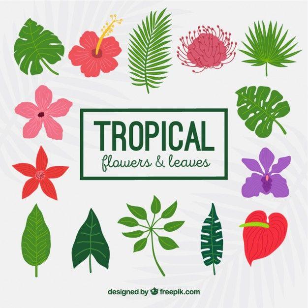 Tropical Flower Logo - Free pictures of tropical flowers - RR collections