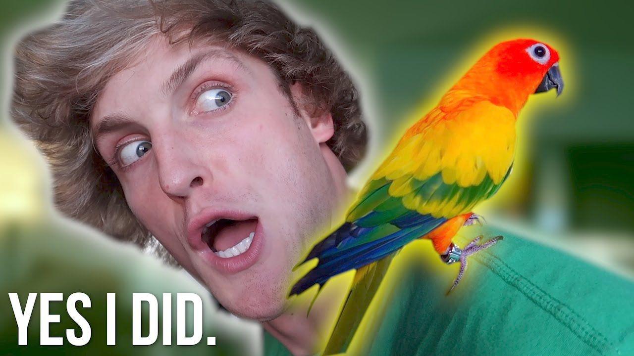 Maverick the Parrot Logo - YOU WON'T BELIEVE WHAT I DID TO MY BIRD
