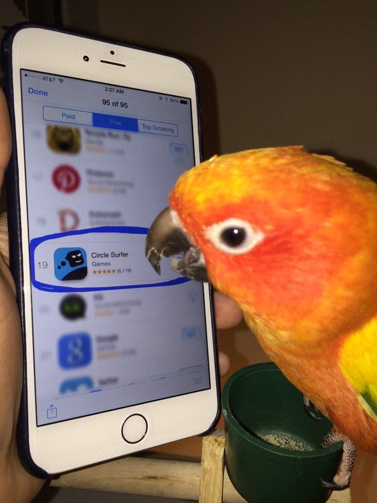 Maverick the Parrot Logo - Maverick the Parrot you downloaded Logan's app