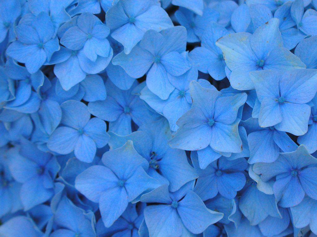 Blue Flower U Logo - Love U Wallpapers: blue flower wallpaper