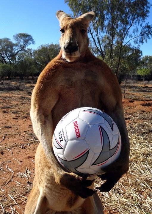 Kangaroo Soccer Logo - Lyon President Jean-Michel Aulas has retweeted a video of a kangaroo ...