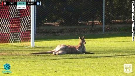 Kangaroo Soccer Logo - Kangaroo hops onto pitch during soccer match