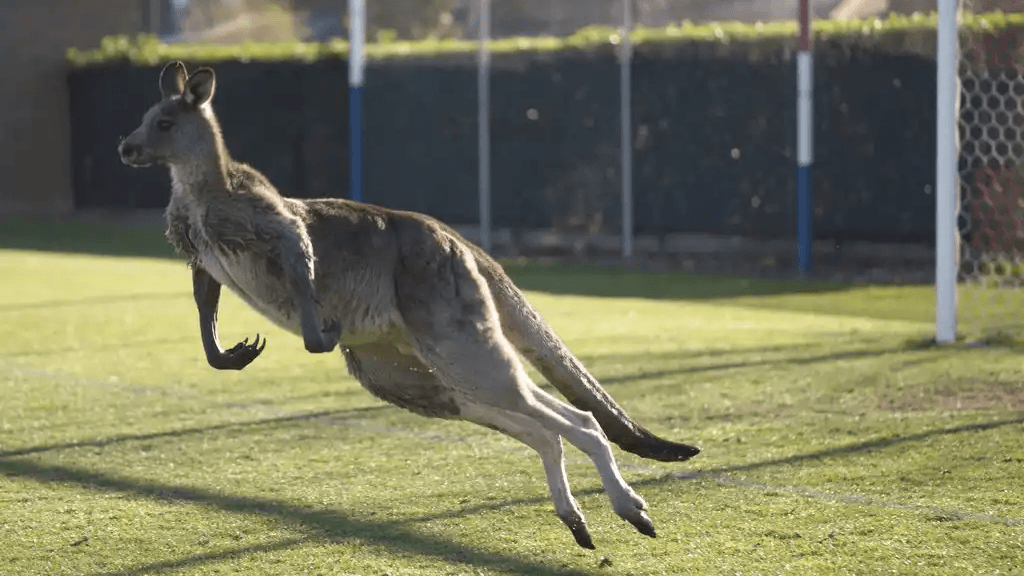 Kangaroo Soccer Logo - Watch: Kangaroo stops play during Australian women's soccer match