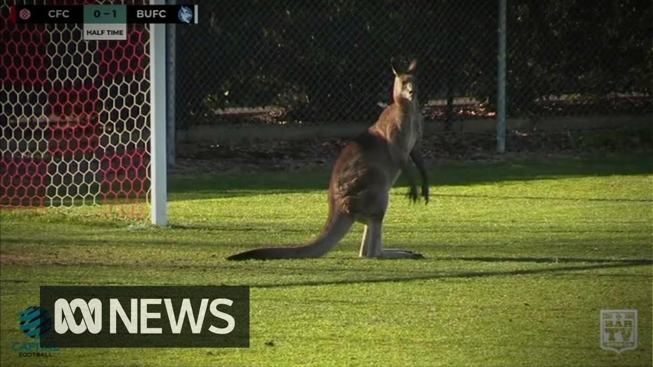 Kangaroo Soccer Logo - Kangaroo invades field at Australian soccer match