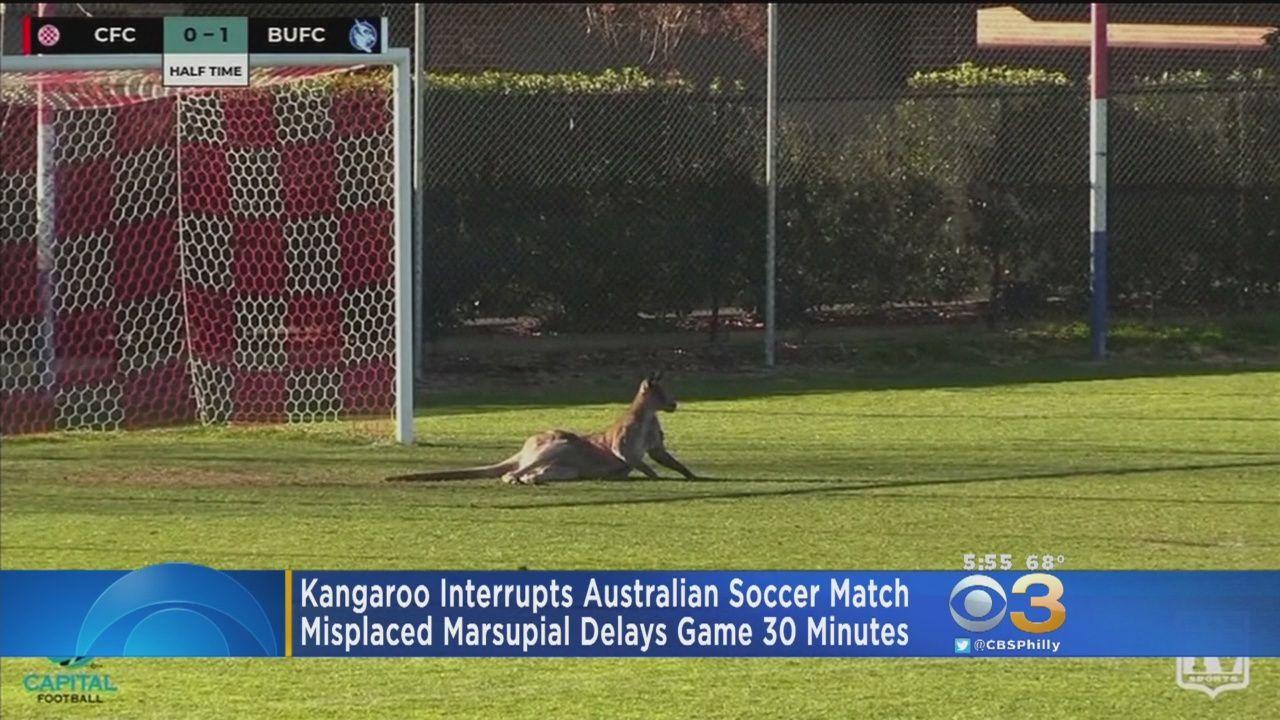 Kangaroo Soccer Logo - Video: Kangaroo Interrupts, Delays Australian Soccer Match – CBS ...