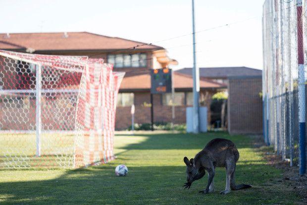 Kangaroo Soccer Logo - WATCH: Kangaroo stops play during Australian women's soccer match ...