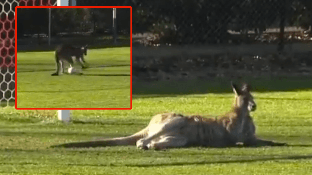 Kangaroo Soccer Logo - Kangaroo storms soccer pitch, makes a couple saves, terrifies both